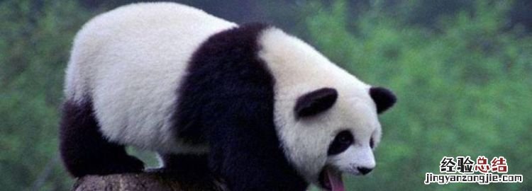 大熊猫是冬眠的动物