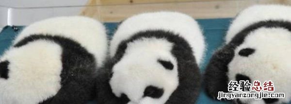 大熊猫是冬眠的动物