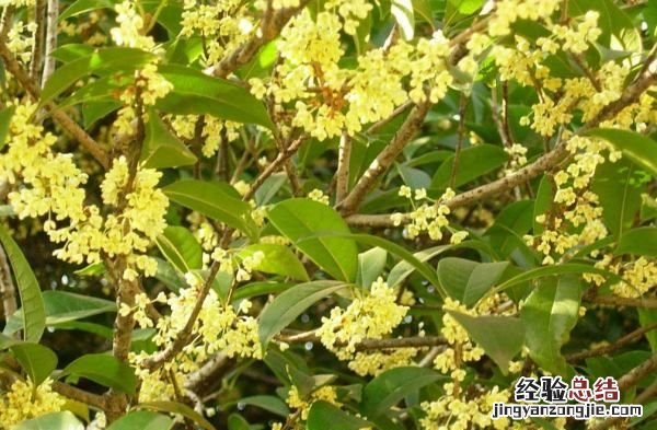金桂什么时候开花，桂花结果后什么时候开花