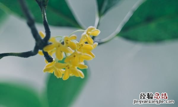金桂什么时候开花，桂花结果后什么时候开花