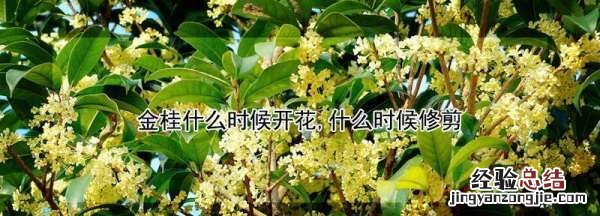 金桂什么时候开花，桂花结果后什么时候开花