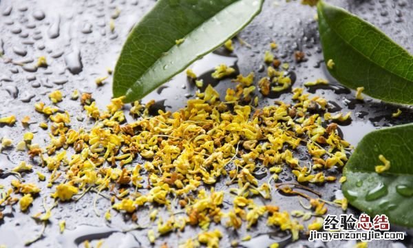 金桂什么时候开花，桂花结果后什么时候开花