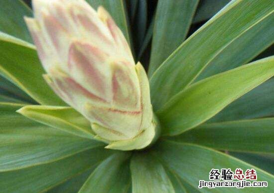 剑麻是什么,剑兰和剑麻有什么区别