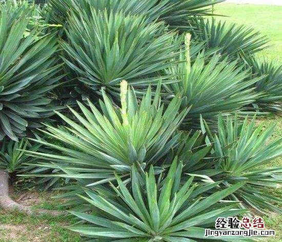 剑麻是什么,剑兰和剑麻有什么区别