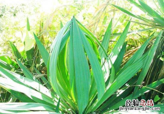 剑麻是什么,剑兰和剑麻有什么区别