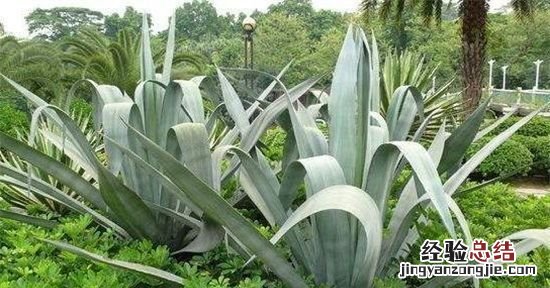 剑麻是什么,剑兰和剑麻有什么区别