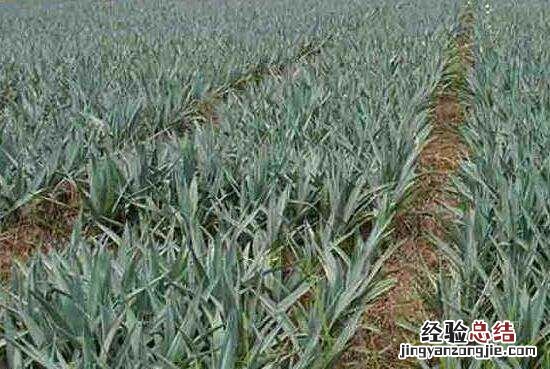 剑麻是什么,剑兰和剑麻有什么区别