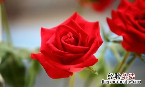 粉色玫瑰代表