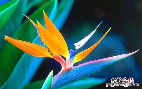 鹤望兰和天堂鸟的区别