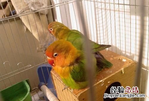 牡丹鹦鹉怎么分辨雌雄