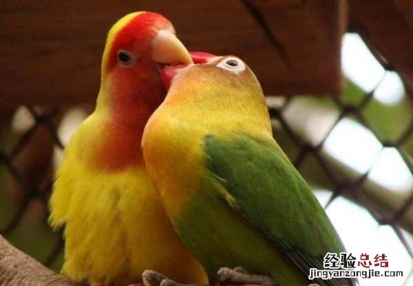牡丹鹦鹉怎么分辨雌雄
