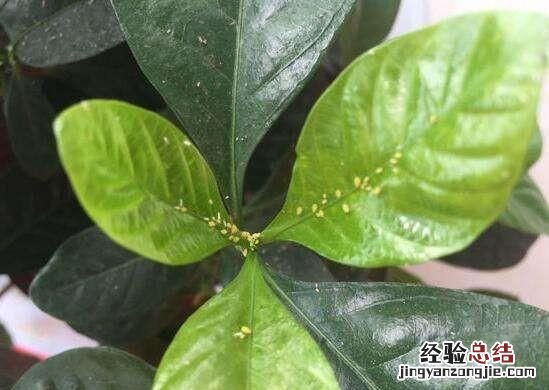 果树有蚜虫怎么治