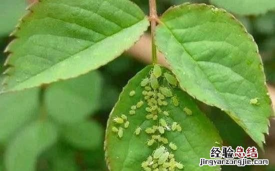 果树有蚜虫怎么治