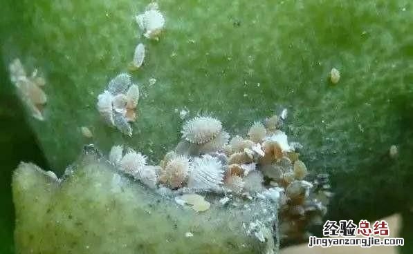 果树有蚜虫怎么治
