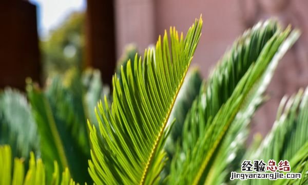 铁木是什么树，苏铁是乔木还是灌木
