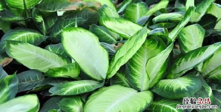 万年青的功效与作用,万年青的红果子怎么吃