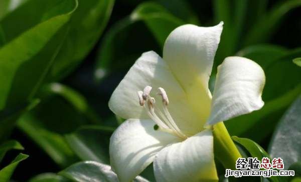 非洲茉莉的养殖方法和注意事项