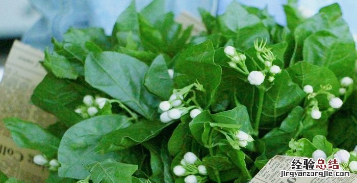 非洲茉莉的养殖方法和注意事项
