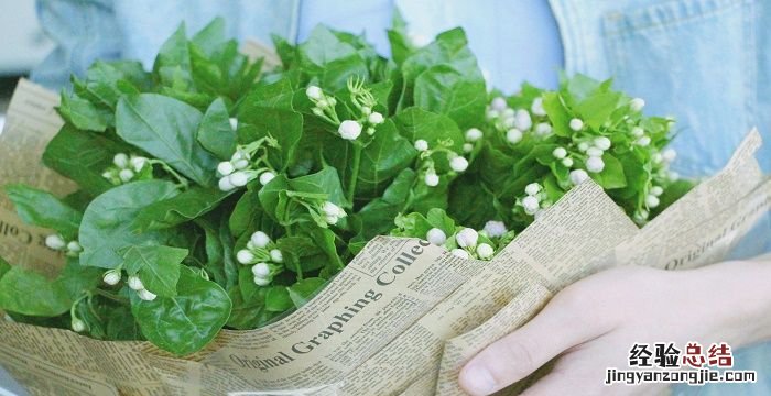 非洲茉莉的养殖方法和注意事项