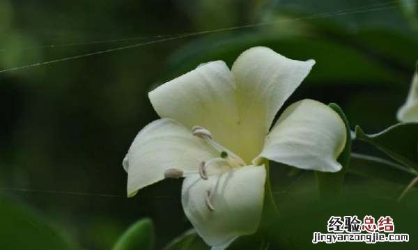 非洲茉莉的养殖方法和注意事项