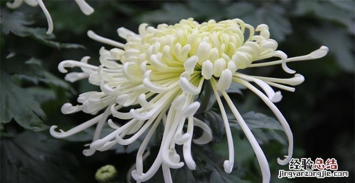 重阳节是几月几日，重阳节是浓郁的几月几日