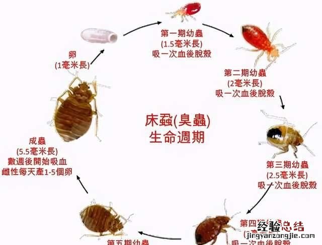 怎么消灭臭虫最快 如何消灭臭虫