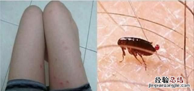 怎么消灭臭虫最快 如何消灭臭虫