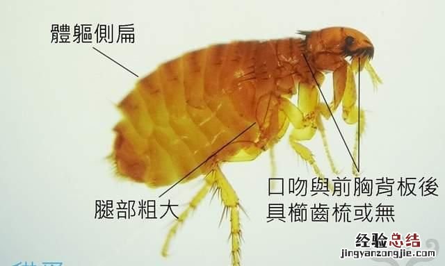 怎么消灭臭虫最快 如何消灭臭虫