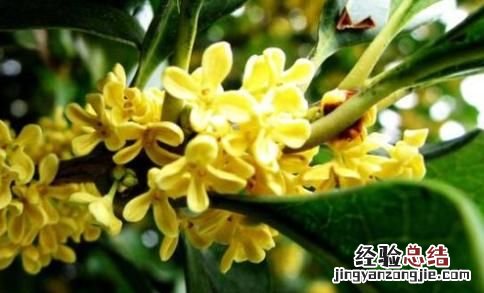 桂花有哪些品种,桂花有多少种品种