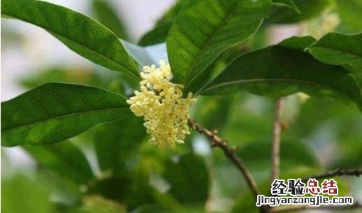 桂花有哪些品种,桂花有多少种品种