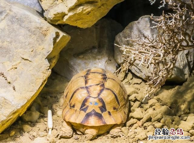 乌龟室外冬眠 乌龟如何冬眠