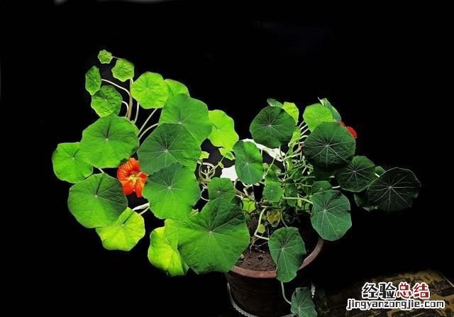 秋天养什么花适合呢 秋天养什么花比较好