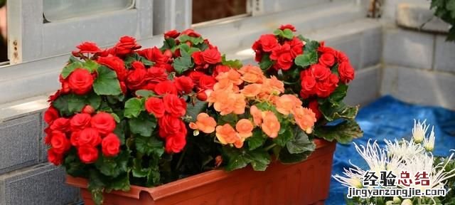 秋天养什么花适合呢 秋天养什么花比较好