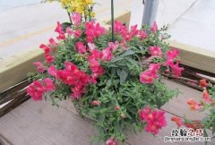 秋天养什么花适合呢 秋天养什么花比较好