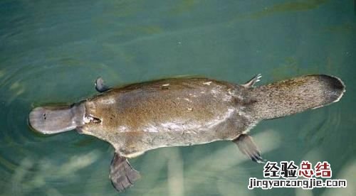 动物尾巴的作用,小动物的尾巴都有什么作用和特点