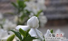 栀子花的花语是什么