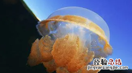 海蜇和水母的区别