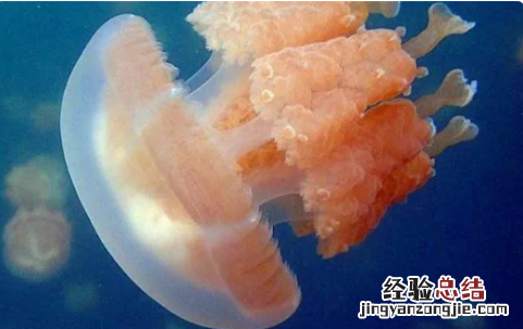 海蜇和水母的区别