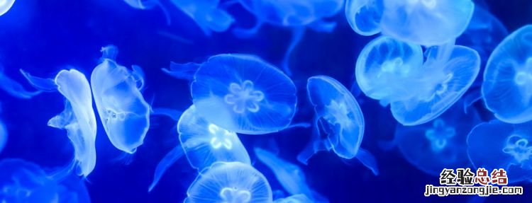 海蜇和水母的区别