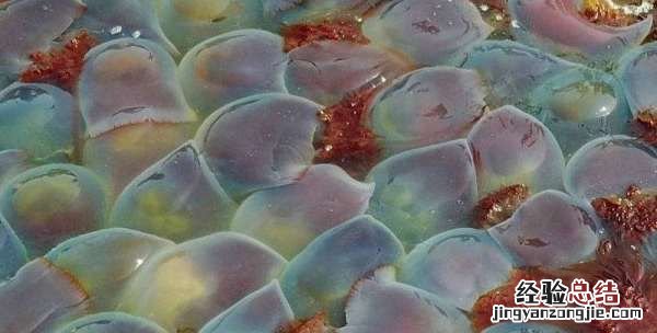 海蜇和水母的区别