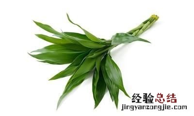 富贵竹叶子全发黄怎么救