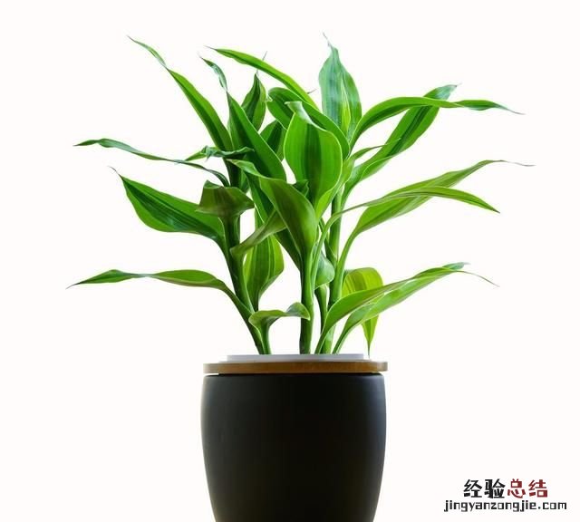 富贵竹叶子全发黄怎么救