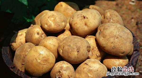 土豆发芽能吃