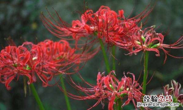 彼岸花有毒，彼岸花发出的氧气有毒