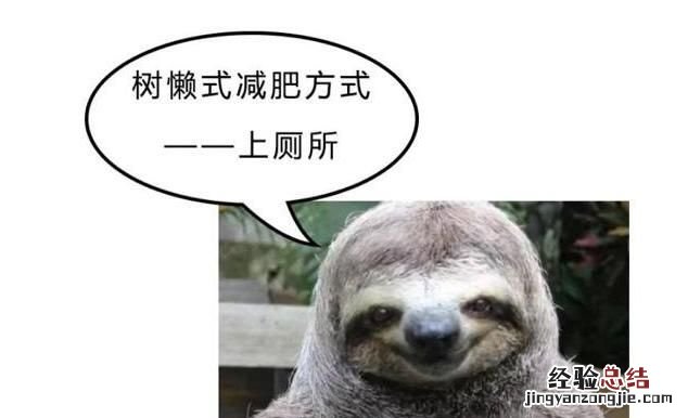 树懒是真的很懒吗,水獭和树懒一样吗