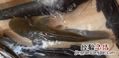 乌江鱼是什么鱼