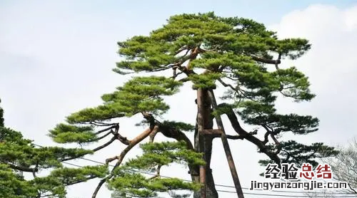 草本植物和木本植物的区别