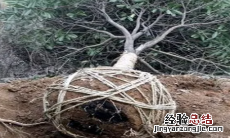 如何种植桂花树