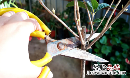 如何种植桂花树