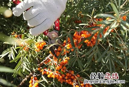 沙棘植物有什么功能 沙棘是一种什么植物有哪些功效